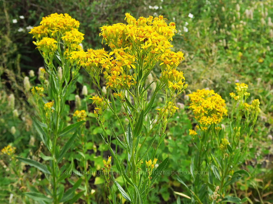 serrated ragwort (sawtooth groundsel) (Senecio serra var. serra) [Harsin Butte, Zumwalt Prairie Preserve, Wallowa County, Oregon]