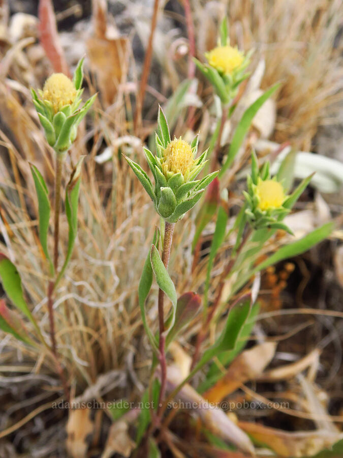 Cusick's golden-weed (Pyrrocoma carthamoides var. cusickii (Haplopappus carthamoides)) [Harsin Butte, Zumwalt Prairie Preserve, Wallowa County, Oregon]