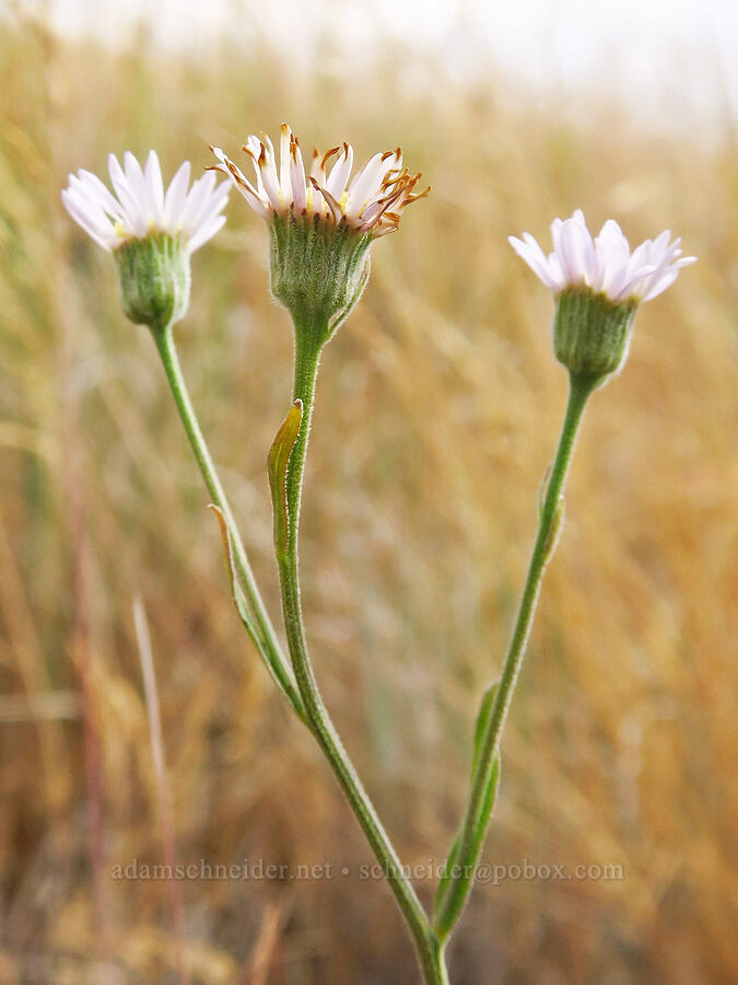 fleabane (which?) (Erigeron sp.) [Harsin Butte, Zumwalt Prairie Preserve, Wallowa County, Oregon]