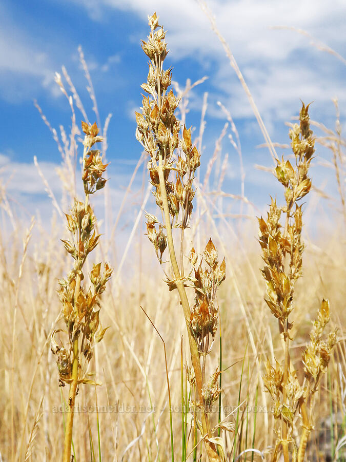 white-stem frasera, gone to seed (Frasera albicaulis var. albicaulis (Swertia albicaulis)) [Harsin Butte, Zumwalt Prairie Preserve, Wallowa County, Oregon]