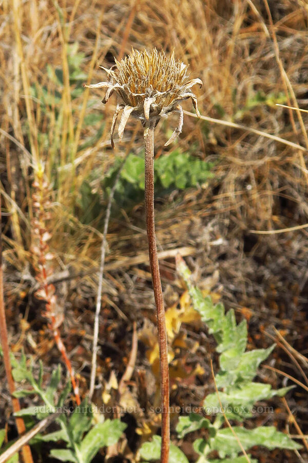 hoary balsamroot, gone to seed (Balsamorhiza incana) [Harsin Butte, Zumwalt Prairie Preserve, Wallowa County, Oregon]