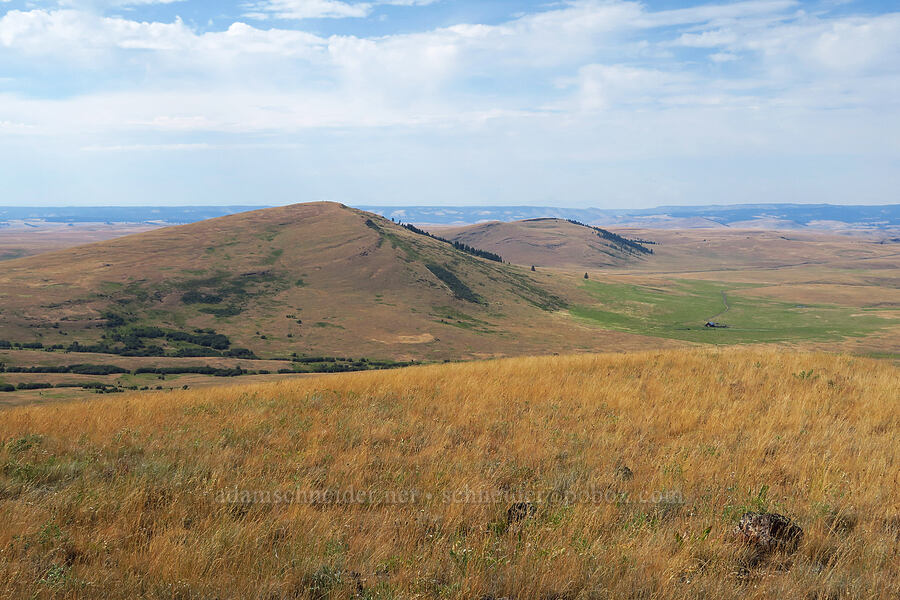 Méexsem Héepey Butte & Findley Butte [Harsin Butte, Zumwalt Prairie Preserve, Wallowa County, Oregon]