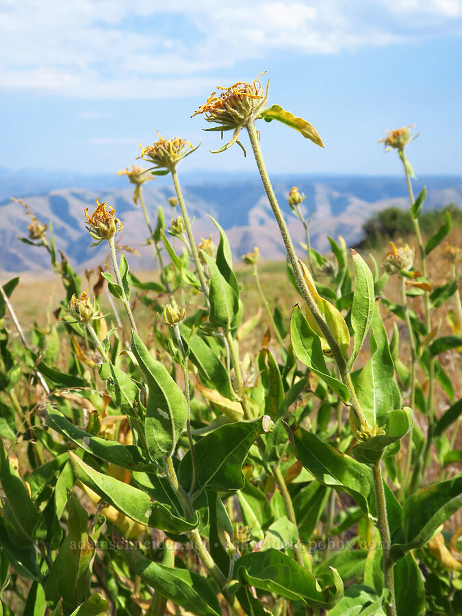 false sunflower, going to seed (Helianthella uniflora) [Harsin Butte, Zumwalt Prairie Preserve, Wallowa County, Oregon]