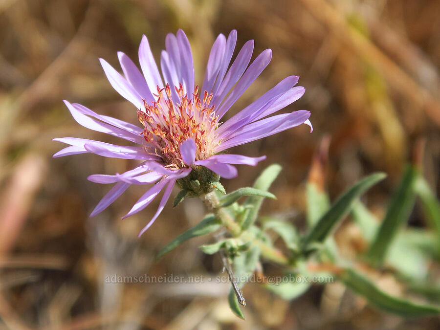 hoary tansy-aster (Dieteria canescens var. canescens (Machaeranthera canescens var. canescens)) [Harsin Butte, Zumwalt Prairie Preserve, Wallowa County, Oregon]