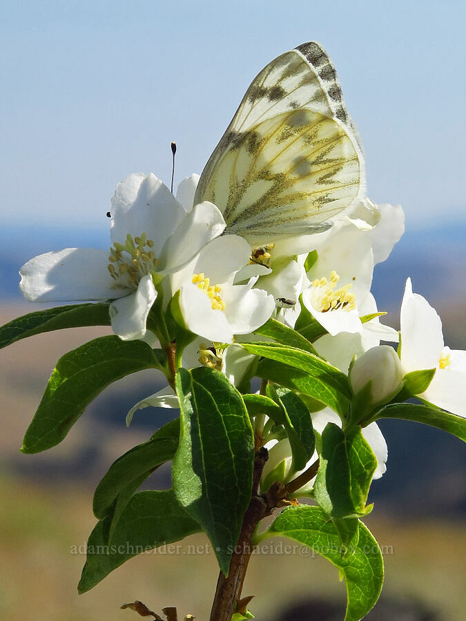 western white butterfly on Lewis' mock-orange (Pontia occidentalis, Philadelphus lewisii) [Harsin Butte, Zumwalt Prairie Preserve, Wallowa County, Oregon]