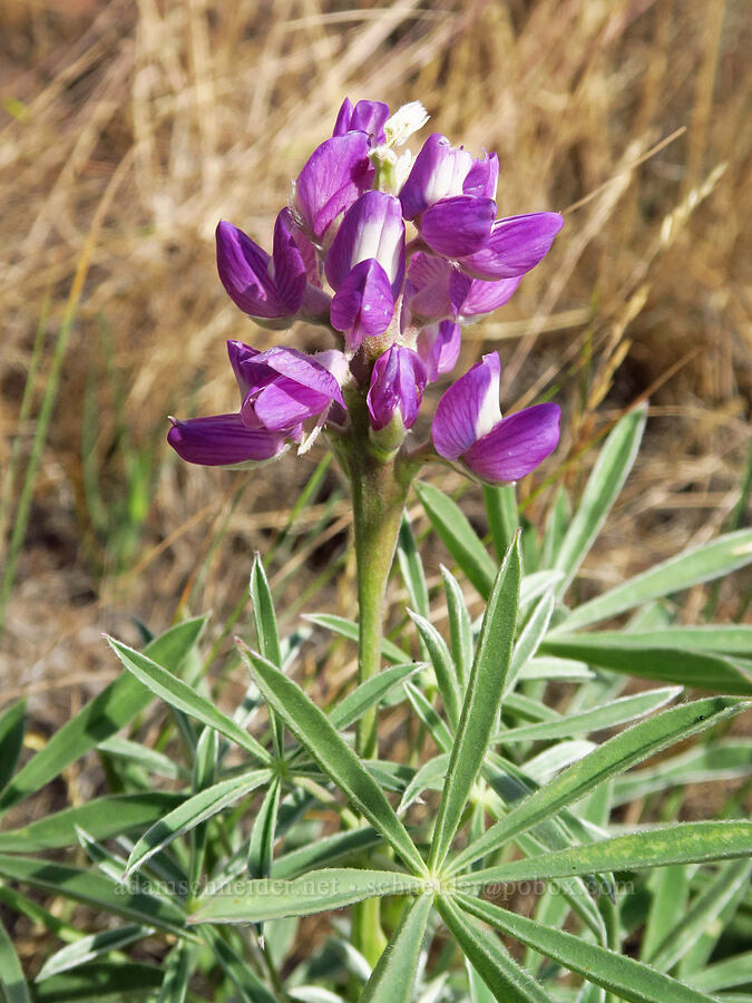 lupine (which?) (Lupinus sp.) [Harsin Butte, Zumwalt Prairie Preserve, Wallowa County, Oregon]