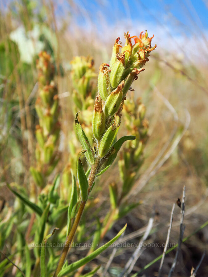 Cusick's paintbrush (?) (Castilleja cusickii) [Harsin Butte, Zumwalt Prairie Preserve, Wallowa County, Oregon]