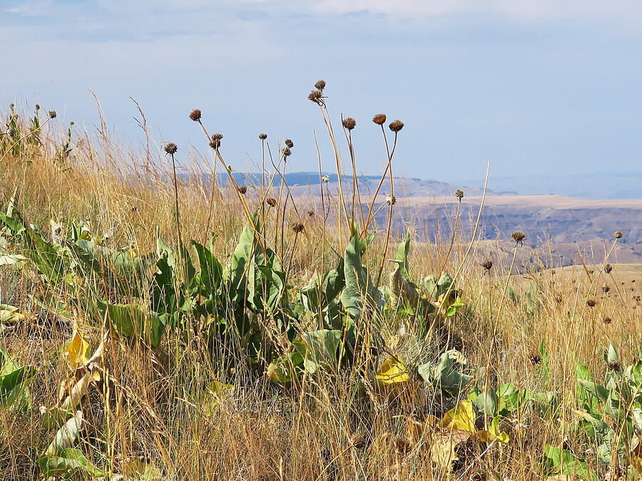 arrow-leaf balsamroot, gone to seed (Balsamorhiza sagittata) [Harsin Butte, Zumwalt Prairie Preserve, Wallowa County, Oregon]