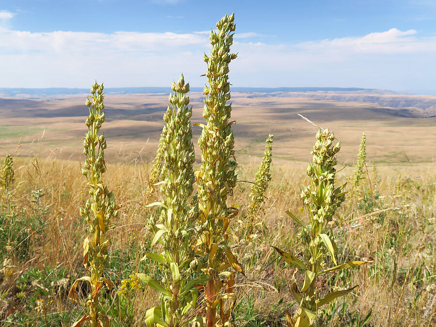 monument plants, going to seed (Frasera speciosa) [Harsin Butte, Zumwalt Prairie Preserve, Wallowa County, Oregon]