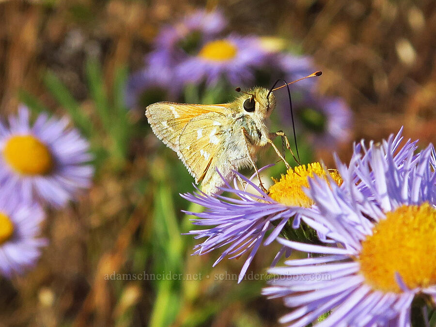 western branded skipper butterfly on showy fleabane (Hesperia colorado, Erigeron speciosus) [Harsin Butte, Zumwalt Prairie Preserve, Wallowa County, Oregon]