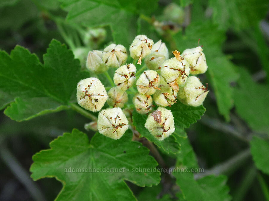 mallow-leaf nine-bark, going to seed (Physocarpus malvaceus) [Harsin Butte, Zumwalt Prairie Preserve, Wallowa County, Oregon]