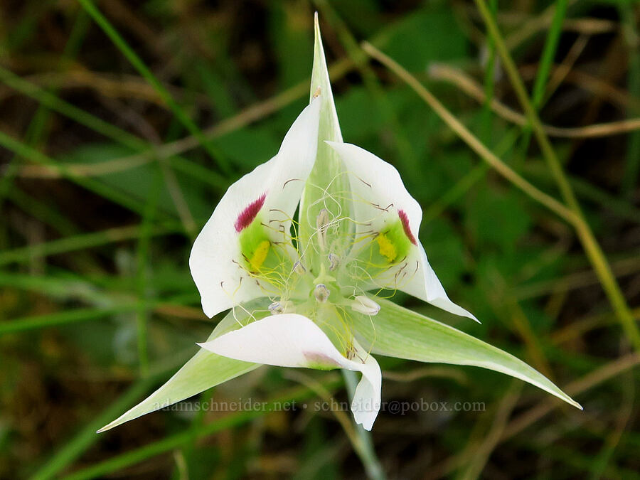 white/big-pod mariposa lily (Calochortus eurycarpus) [Harsin Butte, Zumwalt Prairie Preserve, Wallowa County, Oregon]