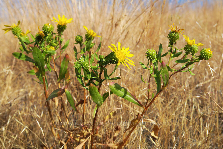 curly gumweed (Grindelia squarrosa) [Harsin Butte, Zumwalt Prairie Preserve, Wallowa County, Oregon]