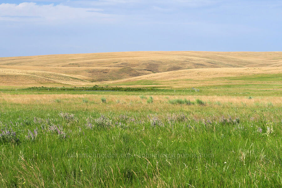 Zumwalt Prairie [Zumwalt Prairie Preserve, Wallowa County, Oregon]