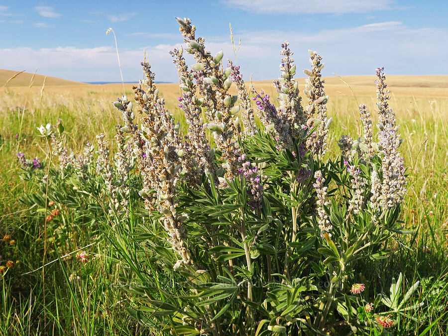 velvet lupine (Lupinus leucophyllus) [Zumwalt Prairie Preserve, Wallowa County, Oregon]