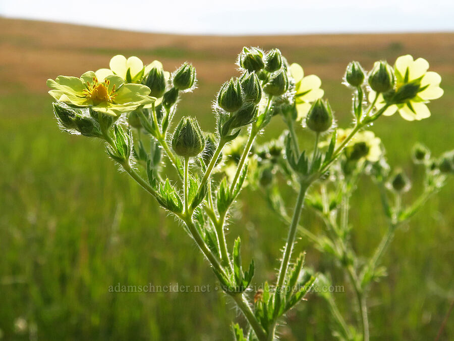 sulphur cinquefoil (Potentilla recta) [Zumwalt Prairie Preserve, Wallowa County, Oregon]