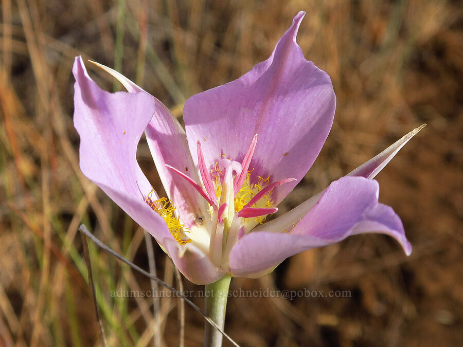 sagebrush mariposa lily (Calochortus macrocarpus) [Zumwalt Prairie Preserve, Wallowa County, Oregon]