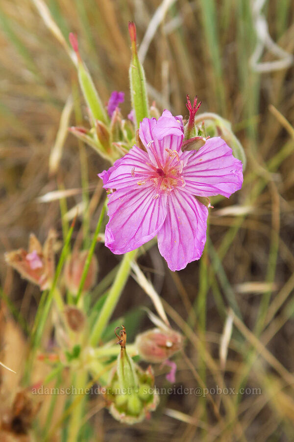 sticky geranium (Geranium viscosissimum) [Zumwalt Prairie Preserve, Wallowa County, Oregon]