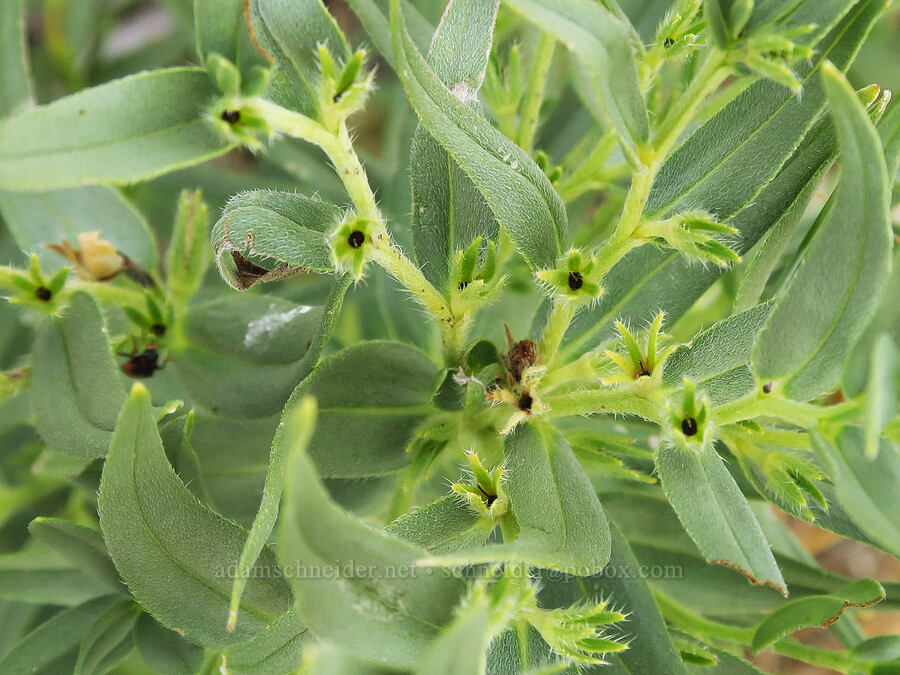 Columbia puccoon, gone to seed (Lithospermum ruderale) [Zumwalt Prairie Preserve, Wallowa County, Oregon]