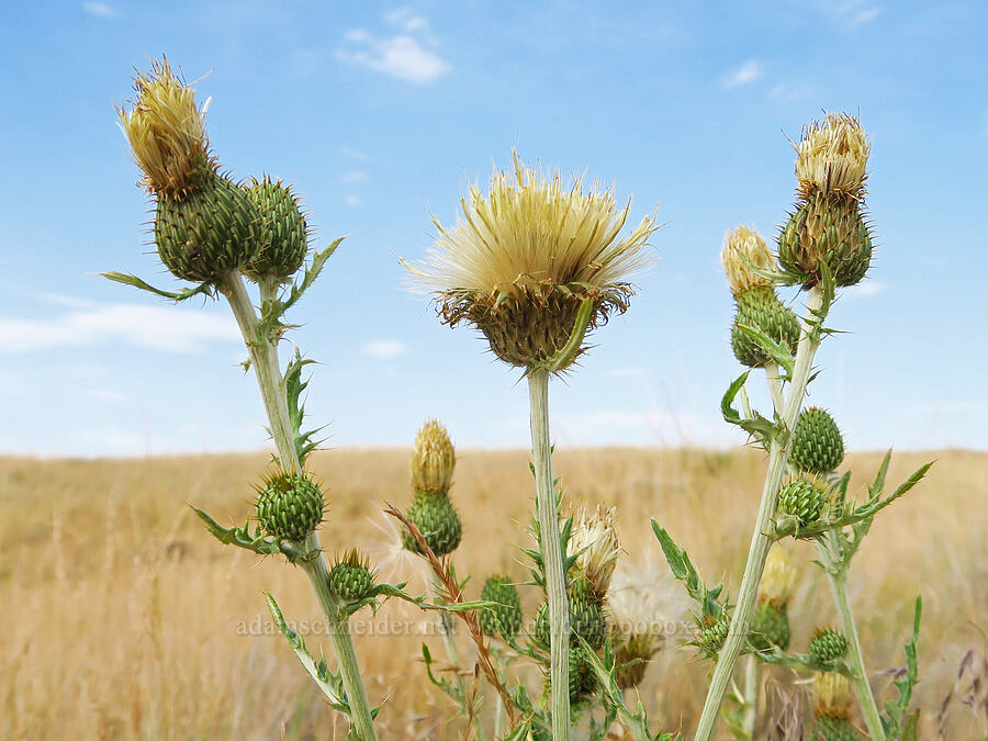 wavy-leaf thistle (Cirsium undulatum) [Zumwalt Prairie Preserve, Wallowa County, Oregon]