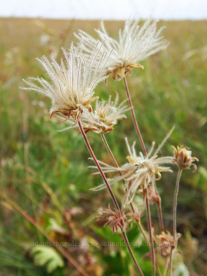 prairie smoke, gone to seed (Geum triflorum) [Zumwalt Prairie Preserve, Wallowa County, Oregon]