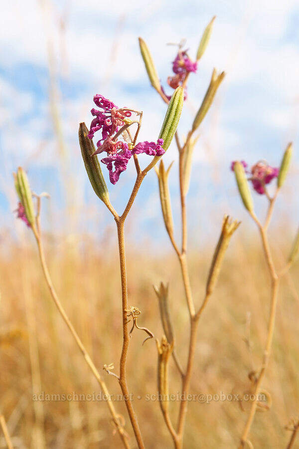 elkhorn clarkia, going to seed (Clarkia pulchella) [Zumwalt Prairie Preserve, Wallowa County, Oregon]