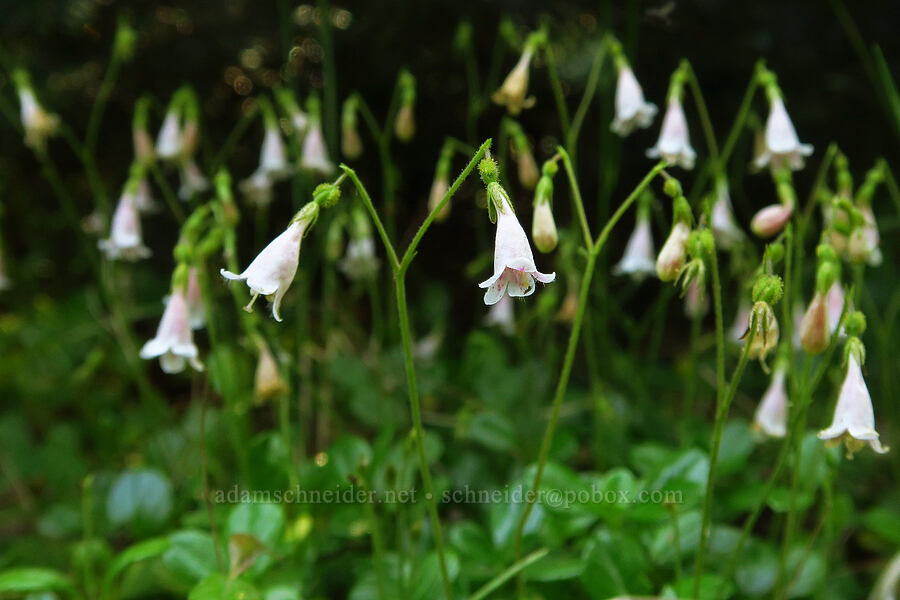 twin-flowers (Linnaea borealis) [Forest Road 3900-170, Wallowa-Whitman National Forest, Wallowa County, Oregon]