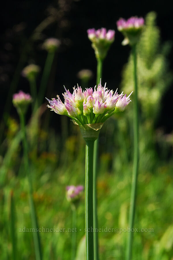 swamp onion (Allium validum) [Lick Creek, Wallowa-Whitman National Forest, Wallowa County, Oregon]