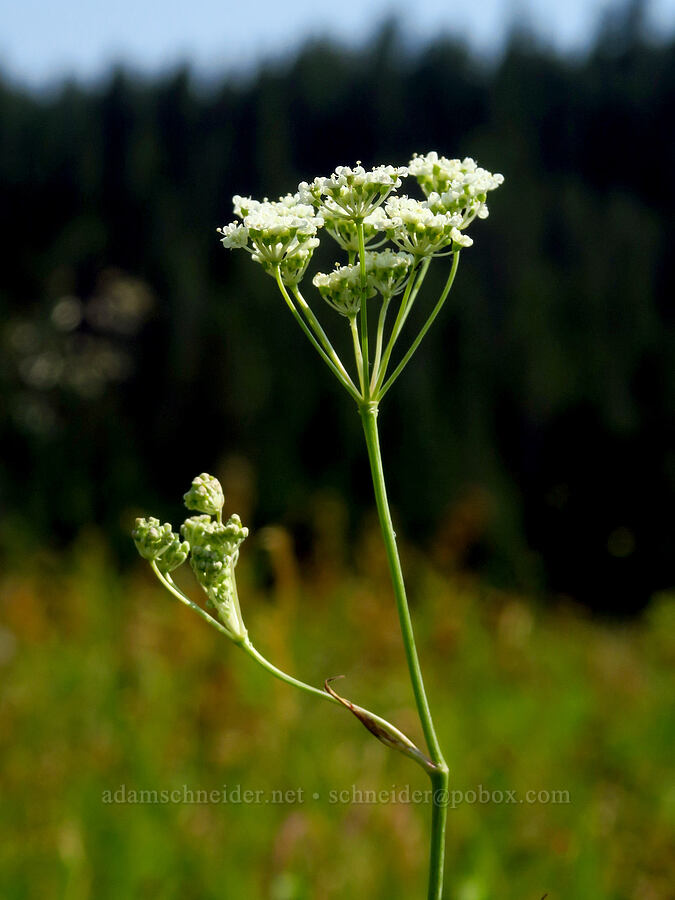 Gairdner's yampah (Perideridia gairdneri) [Lick Creek, Wallowa-Whitman National Forest, Wallowa County, Oregon]