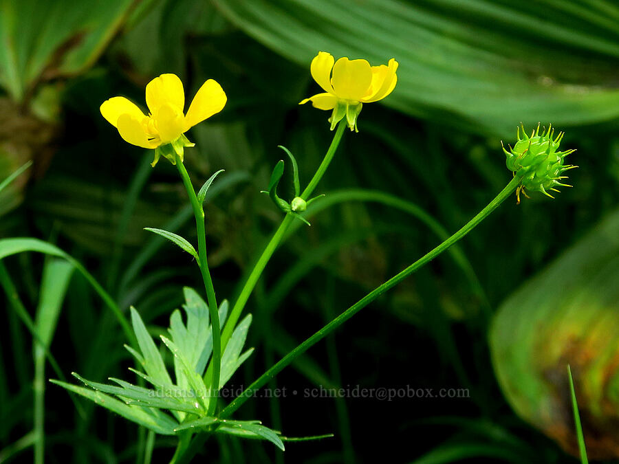 straight-beak buttercup (Ranunculus orthorhynchus var. platyphyllus) [Lick Creek, Wallowa-Whitman National Forest, Wallowa County, Oregon]