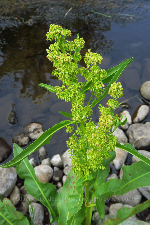 western dock (Rumex occidentalis (Rumex aquaticus var. fenestratus)) [Lick Creek, Wallowa-Whitman National Forest, Wallowa County, Oregon]