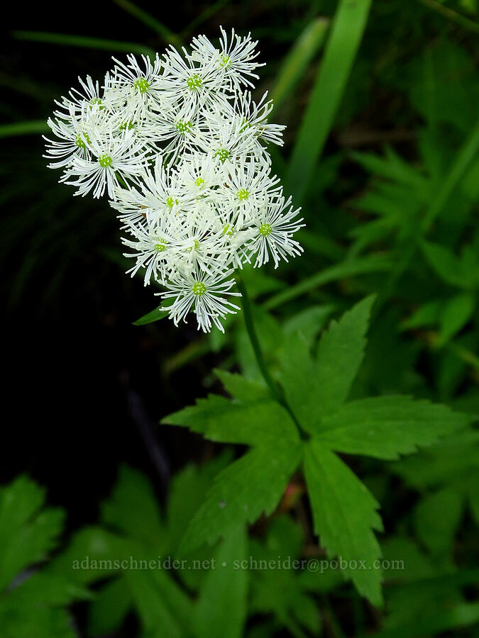 false bugbane (Trautvetteria caroliniensis) [Lick Creek, Wallowa-Whitman National Forest, Wallowa County, Oregon]