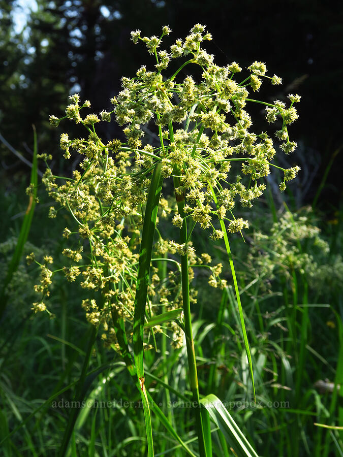 panicled bulrush (Scirpus microcarpus) [Lick Creek, Wallowa-Whitman National Forest, Wallowa County, Oregon]