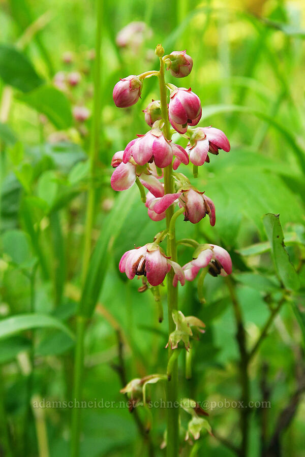 pink wintergreen (Pyrola asarifolia) [Lick Creek, Wallowa-Whitman National Forest, Wallowa County, Oregon]