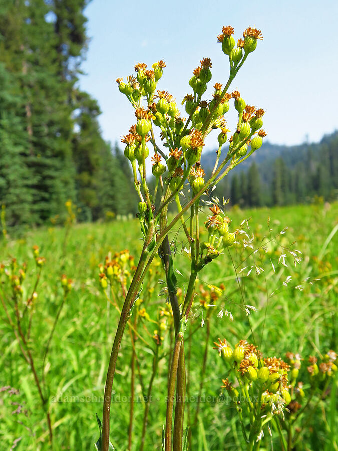 sweet marsh ragwort (tall groundsel) (Senecio hydrophiloides (Senecio foetidus)) [Lick Creek, Wallowa-Whitman National Forest, Wallowa County, Oregon]