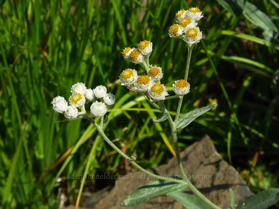 pearly everlasting (Anaphalis margaritacea) [Forest Road 39, Wallowa-Whitman National Forest, Wallowa County, Oregon]