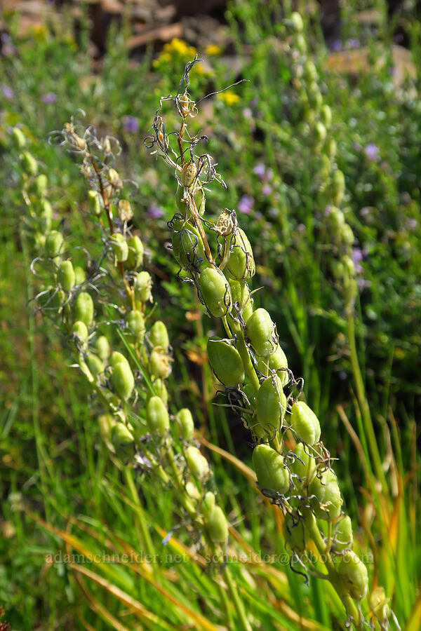 Cusick's camas, going to seed (Camassia cusickii) [Forest Road 39, Wallowa-Whitman National Forest, Wallowa County, Oregon]