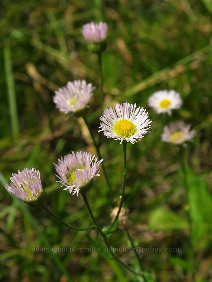 Philadelphia fleabane (Erigeron philadelphicus) [Forest Road 3900-421, Wallowa-Whitman National Forest, Wallowa County, Oregon]