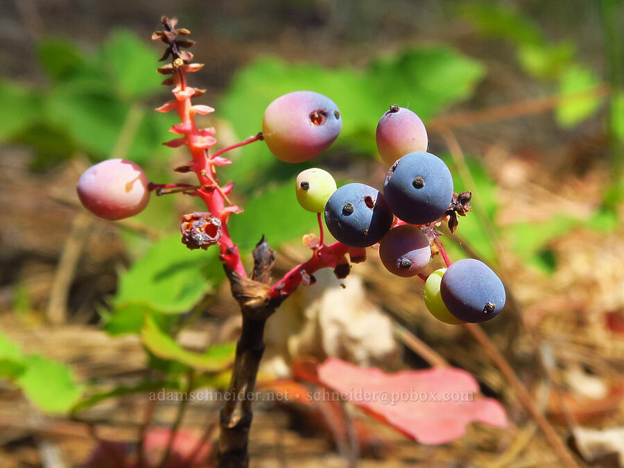 creeping Oregon-grape berries (Mahonia repens (Berberis repens)) [Forest Road 3900-421, Wallowa-Whitman National Forest, Wallowa County, Oregon]