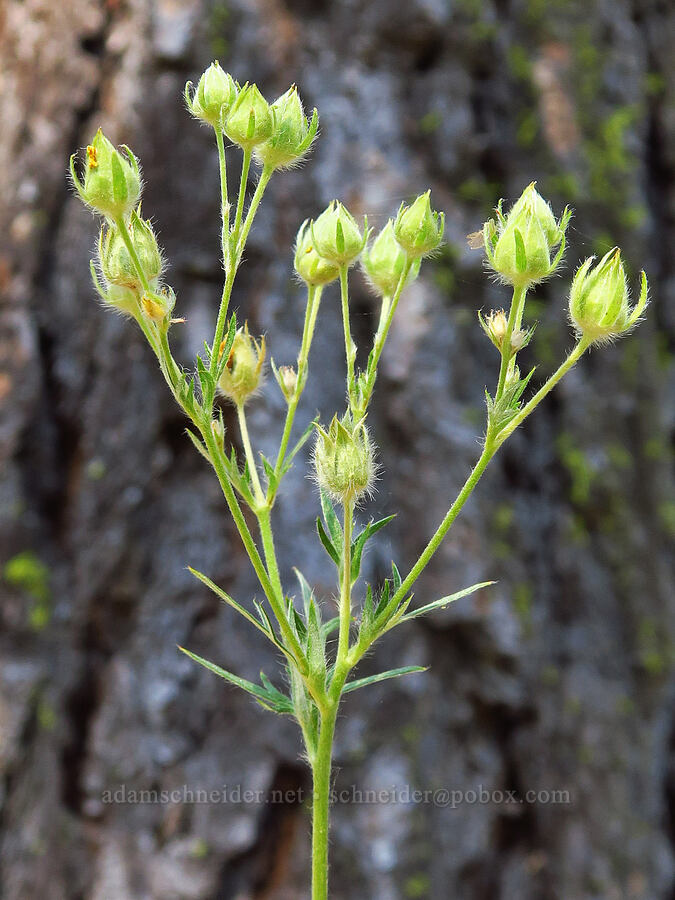 comb-leaf cinquefoil (Potentilla gracilis var. flabelliformis) [Forest Road 3900-421, Wallowa-Whitman National Forest, Wallowa County, Oregon]