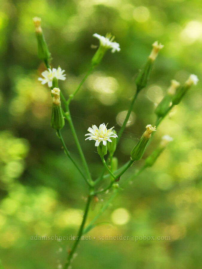 white hawkweed (Hieracium albiflorum) [Forest Road 3900-442, Wallowa-Whitman National Forest, Wallowa County, Oregon]