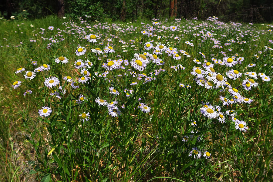 showy fleabane (Erigeron speciosus) [Forest Road 3900-442, Wallowa-Whitman National Forest, Wallowa County, Oregon]