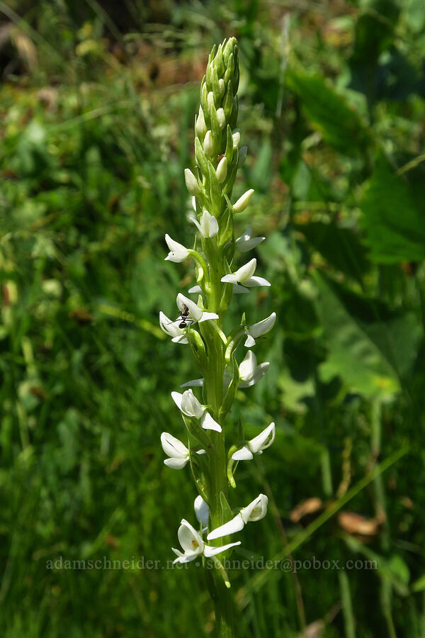 white bog orchid (Platanthera dilatata (Habenaria dilatata) (Piperia dilatata)) [Forest Road 3962, Wallowa-Whitman National Forest, Wallowa County, Oregon]