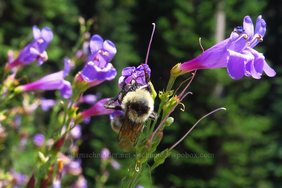 bumblebee & Venus penstemon (Bombus sp., Penstemon venustus) [Forest Road 3962, Wallowa-Whitman National Forest, Wallowa County, Oregon]