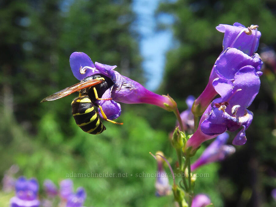 pollen wasp on Venus penstemon (Pseudomasaris vespoides, Penstemon venustus) [Forest Road 3962, Wallowa-Whitman National Forest, Wallowa County, Oregon]