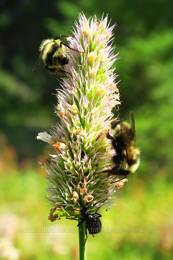 horse-mint, bees, & a beetle (Agastache urticifolia) [Forest Road 3962, Wallowa-Whitman National Forest, Wallowa County, Oregon]