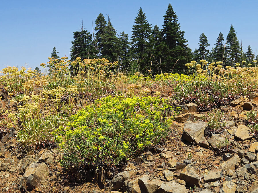 buckwheat (Eriogonum umbellatum var. ellipticum, Eriogonum sp.) [Forest Road 3962, Wallowa-Whitman National Forest, Wallowa County, Oregon]