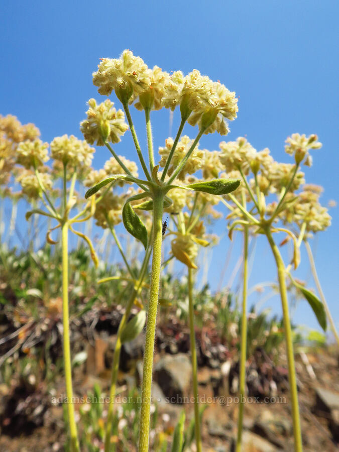 hybrid buckwheat? (Eriogonum sp.) [Forest Road 3962, Wallowa-Whitman National Forest, Wallowa County, Oregon]