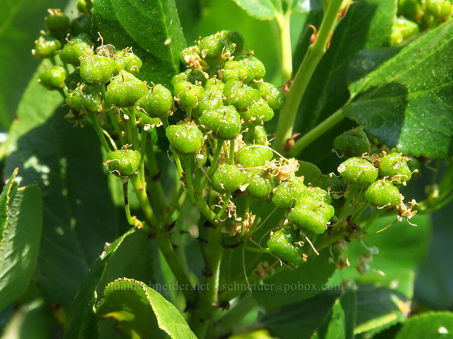 snowbrush, going to seed (Ceanothus velutinus) [Forest Road 3965, Wallowa-Whitman National Forest, Wallowa County, Oregon]