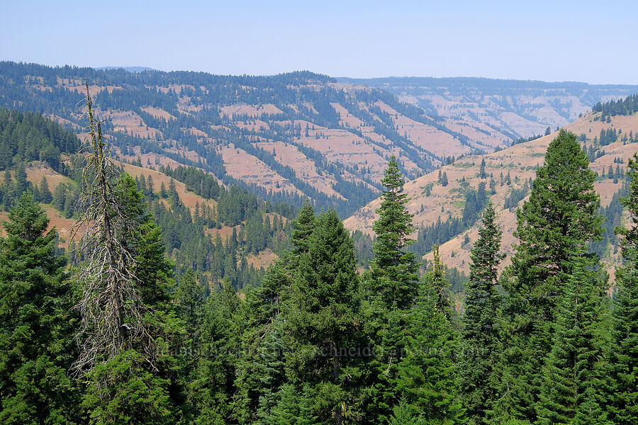 Crazyman Creek Canyon [Forest Road 3965, Wallowa-Whitman National Forest, Wallowa County, Oregon]